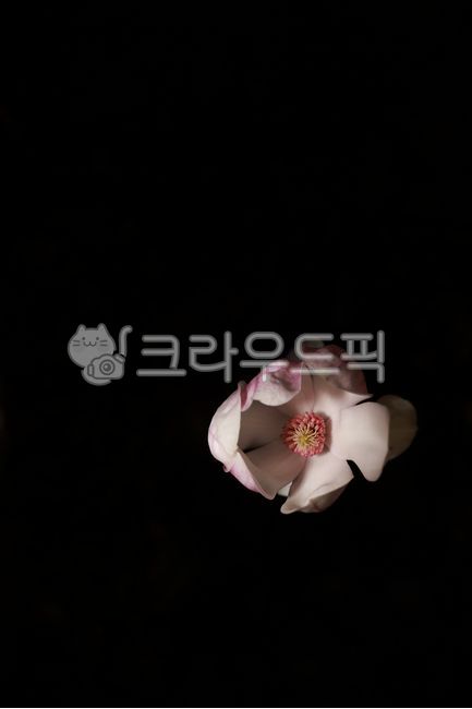 꽃,꽃잎,목련,검은배경,봄