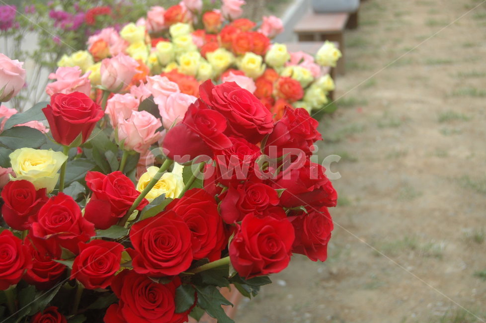 꽃,장미,rose,blossom,flower
