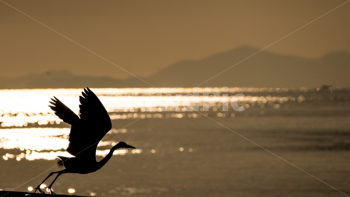 황새,비상,실루엣,달아마을,출발,fly,동물,animal,조류,새,birds,실루엣,그림자,silhouette,shadow