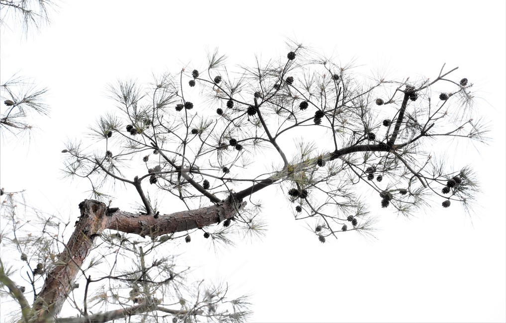 소나무,가을,자연,식물,솔방울,식물,자연,plants,nature,나무,trees,wood
