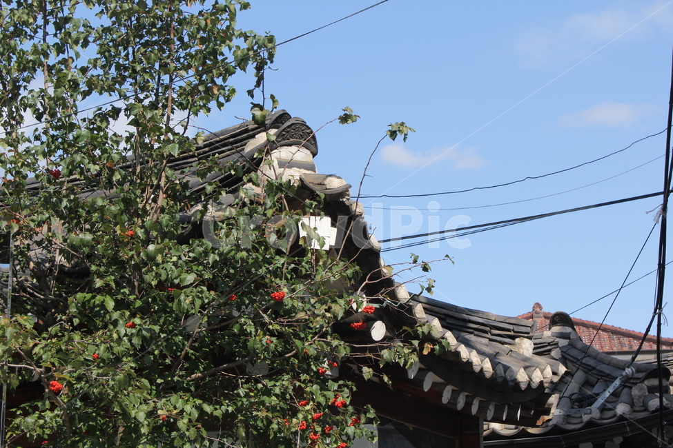 처마,나무,한옥,tree,시골,하늘,sky