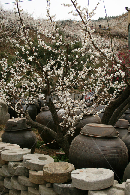 봄,한국봄날,봄날,매화,장독대,spring,봄,계절,spring,season,식물,자연,plants,nature,꽃,flower,사물,물건,오브젝트,thing,object,matter