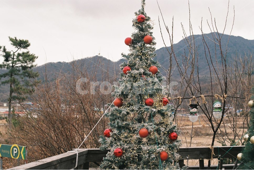 시골,풍경,트리,감성,필름,겨울,산,자연,메리크리스마스,성탄절,merry christmas