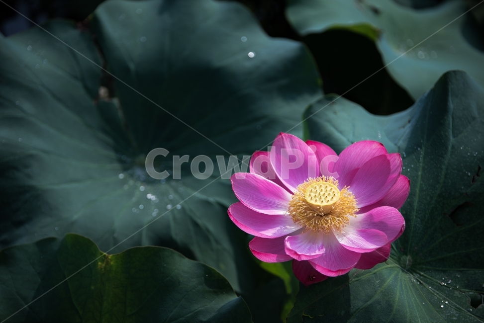 꽃,flower,궁남지,연꽃,lotus,식물,자연,plants,nature,꽃,flower