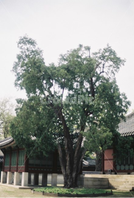 한옥,전통기와,기와집,한국전통,기와,창덕궁,한국전통,한국문화,korean traditional,korean culture,식물,자연,plants,nature,나무,trees,wood