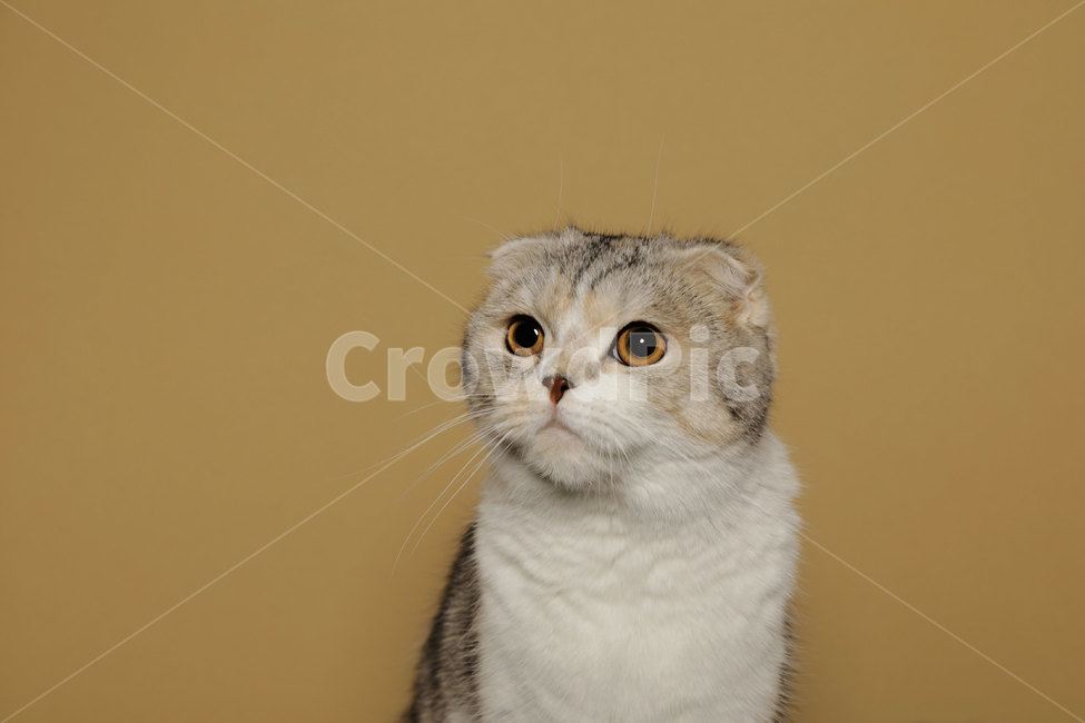 스코티쉬폴드,scottishfold,고양이,반려묘,cat,kitty,animal,반려묘프로필,고양이,cat,kitten,kitty