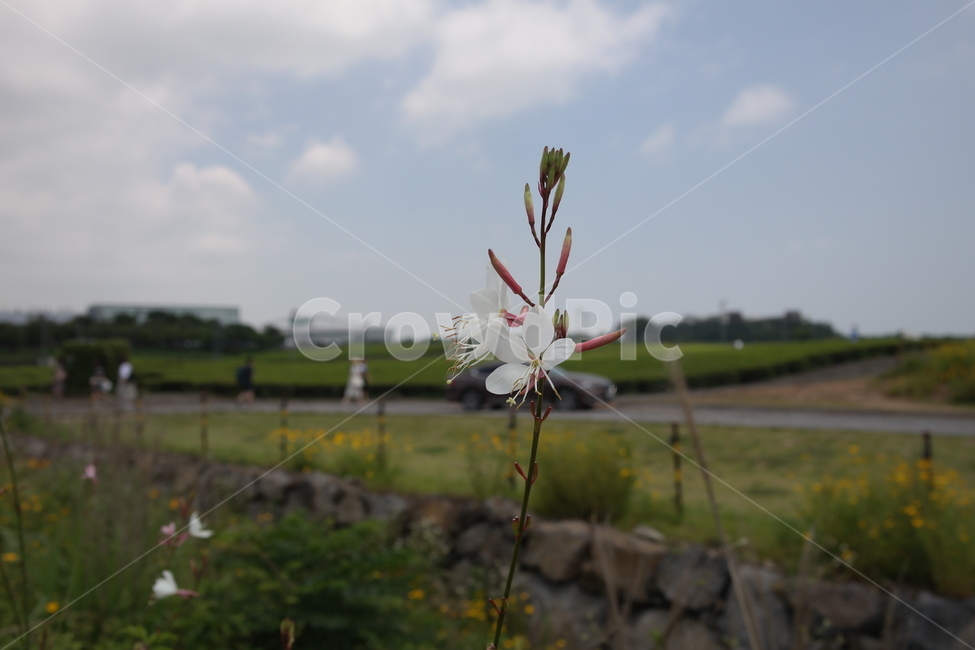 들꽃,녹차밭,하늘,제주,들판,식물,plant,blossom,flower,꽃,돌길,돌담,제주도,제주서쪽
