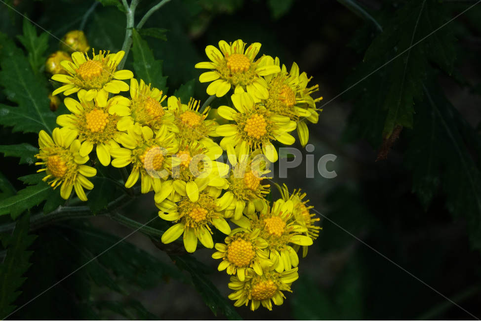 식물,국화과,산국,야생화,들꽃,노랑꽃,가을,식물,자연,plants,nature,꽃,flower