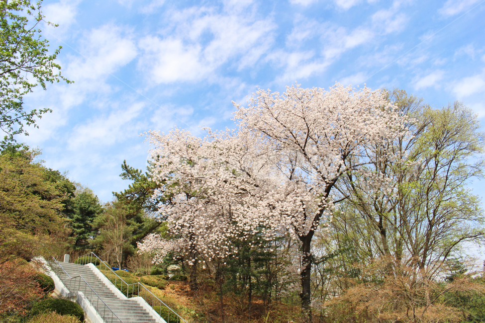 blossom,cherryblossom,벚꽃,꽃,봄꽃,벚나무,flower,하늘,구름,sky,cloud,봄,spring,tree,나무,plant,식물,계단,봄,계절,spring,season