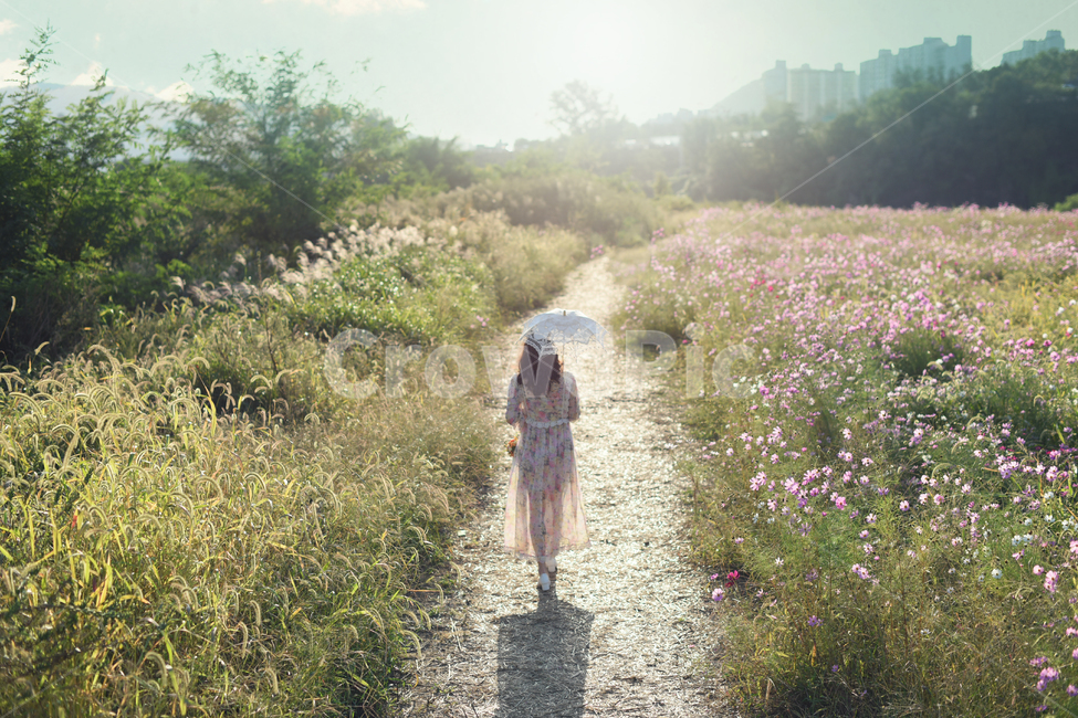 가을,코스모스,갈대,햇살,뒷모습,사람,인물,인간,human,person,여성,여자,woman,female,lady