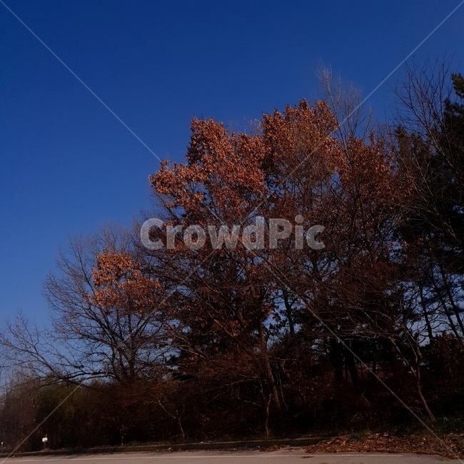 plant,식물,tree,나무,자연,nature,하늘,sky