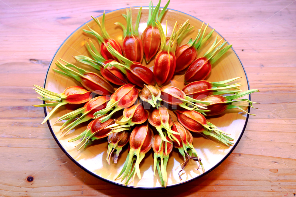 치자,열매,반려식물,재료,식물,과일,열매,fruit