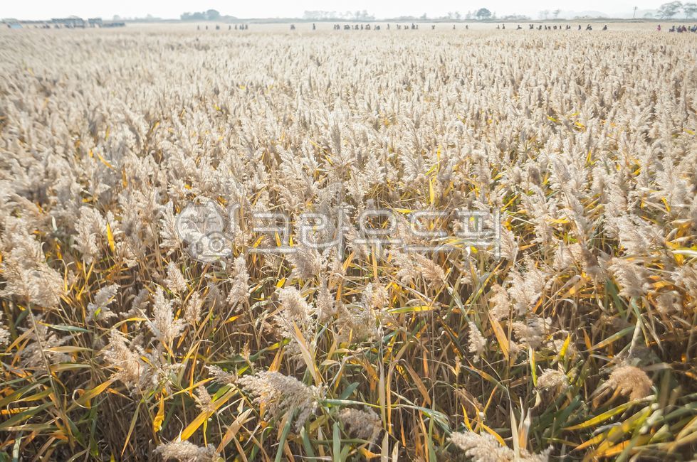 grain,vegetable,cereal,reed,reeds,autumn,field,pasture,field,reed field,reed landscape,autumn field,ecotourism,vast nature,reed field,autumn mood,seasonal change,healing place,travel in nature,ecological attraction,field landscape,reed festival,emotional 