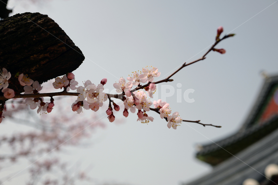 spring flowers,apricot flower,flower bud,flowerx,flower