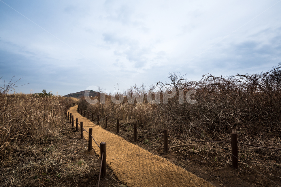 무등산,나무,숲,산길,산,억세,자연,풍경,nature,landscape,한국자연풍경,한국자연경관,korea nature landscape,ground,바닥