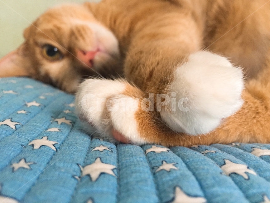 고양이,야옹이,cat,성인묘,묘생,동물,animal,포유류,mammal,고양이,cat,kitten,kitty