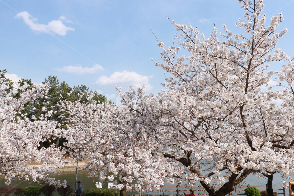 벚꽃,경주,벚꽃길,풍경,한국벚꽃,호수,벚꽃호수,spring,flower,봄,계절,spring,season,꽃,flower,plant,식물,blossom