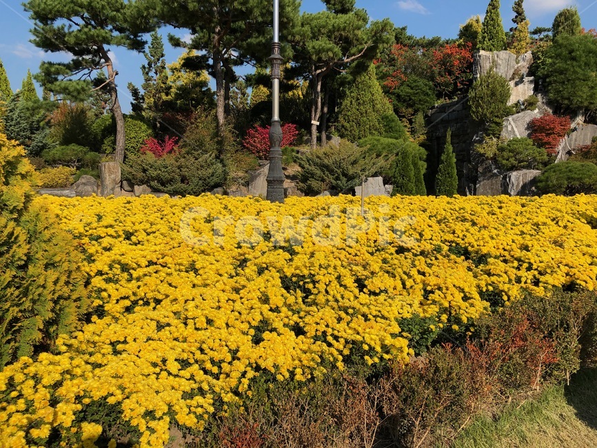 field,들,목초지,식물,꽃,힐링,자연,식물,자연,plants,nature,꽃,flower