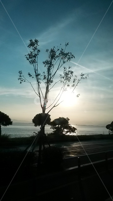 일몰,썬셋,sunset,해넘이,나무,햇살