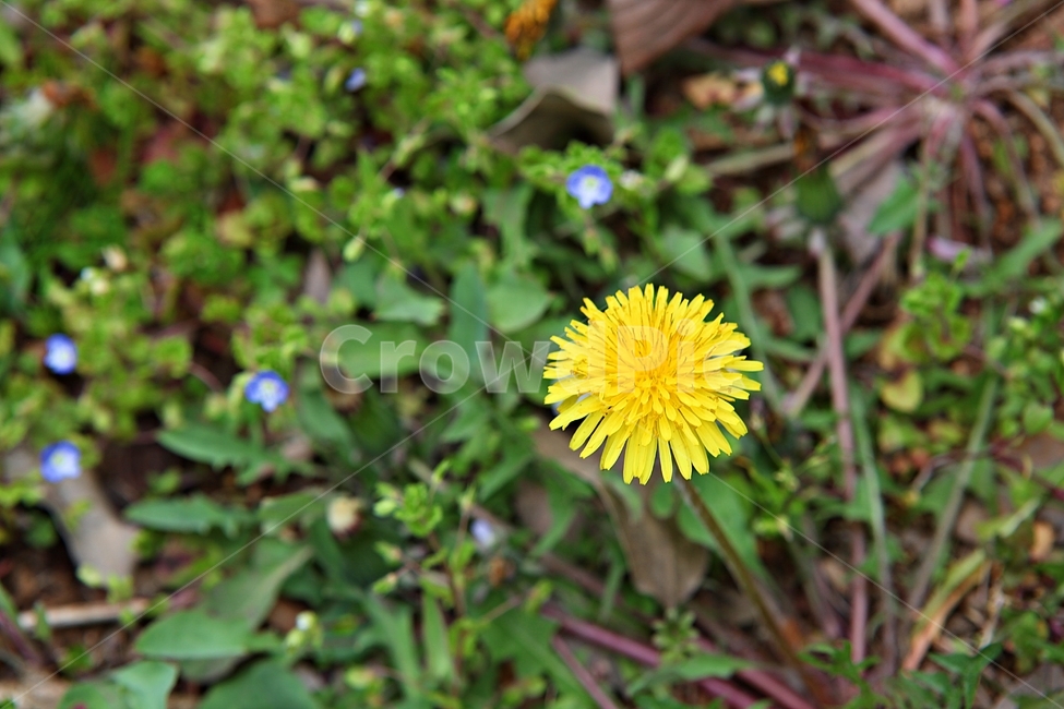 spring flowers,petal,nature,plant,flowering,leaf,dandelion flower,park,dandelion,flower
