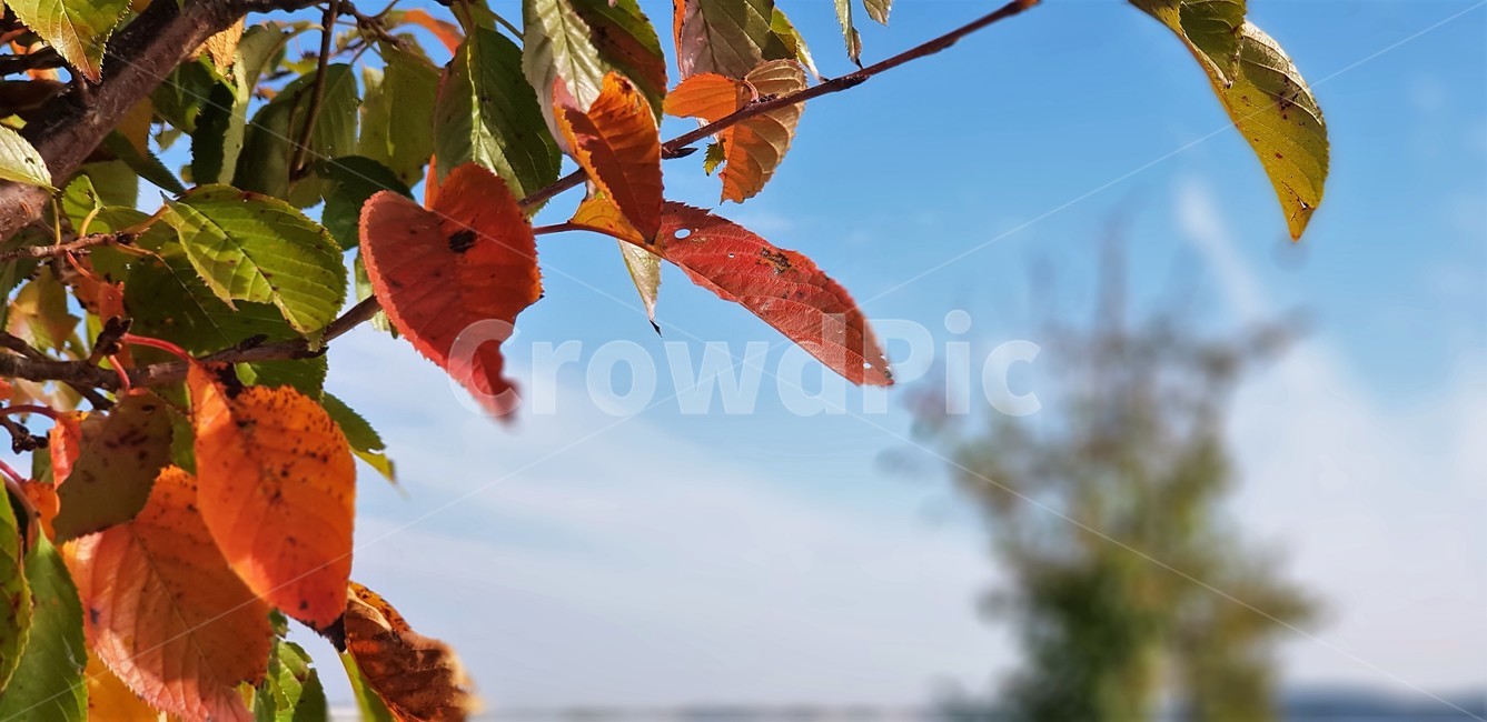 가을,단풍,낙엽,나무,식물,자연,계절,풍경,감성,서정,nature,하늘,구름,가을,계절,fall,autumn,season,식물,자연,plants,nature,plant,leaf,잎,veins,정맥