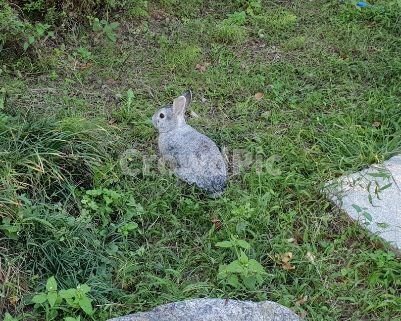 토끼,회색,회색토끼,멀뚱멀뚱,앉아있는토끼,동물,animal,포유류,mammal