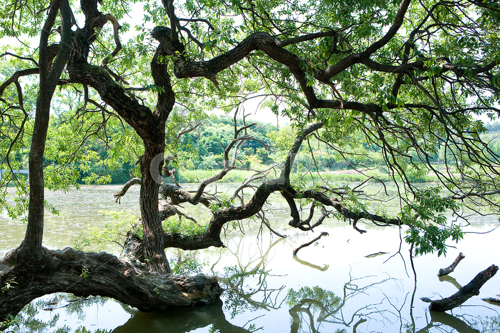 나무,풍경,여름,푸르름,계절,버드나무,summer,spring,tree,자연,풍경,nature,landscape,plant,식물,tree trunk,나무 줄기