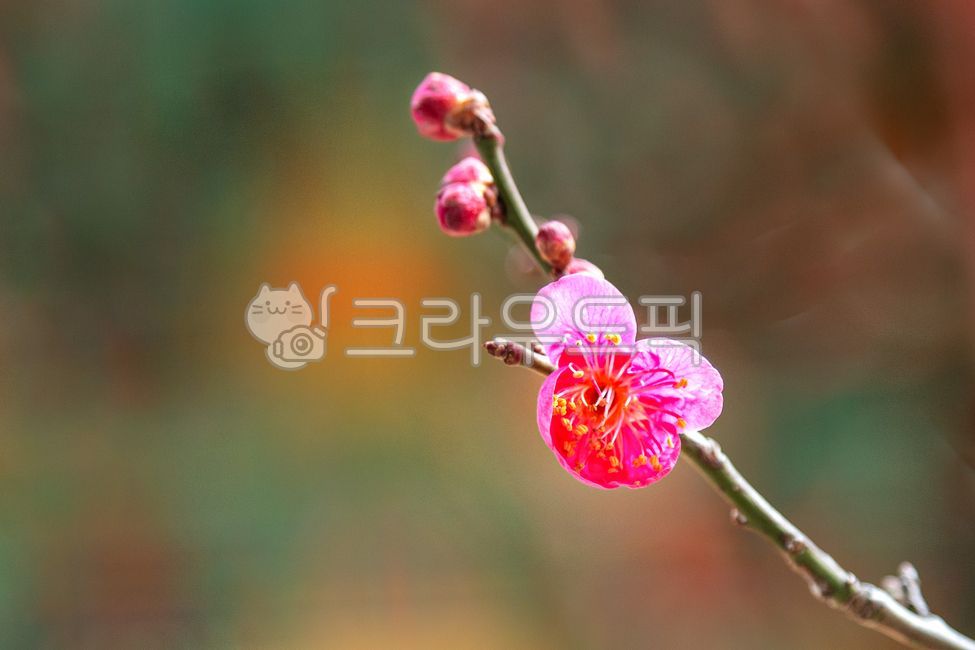 꽃,봄꽃,매화꽃,홍매화,접사,매화새싹,자연