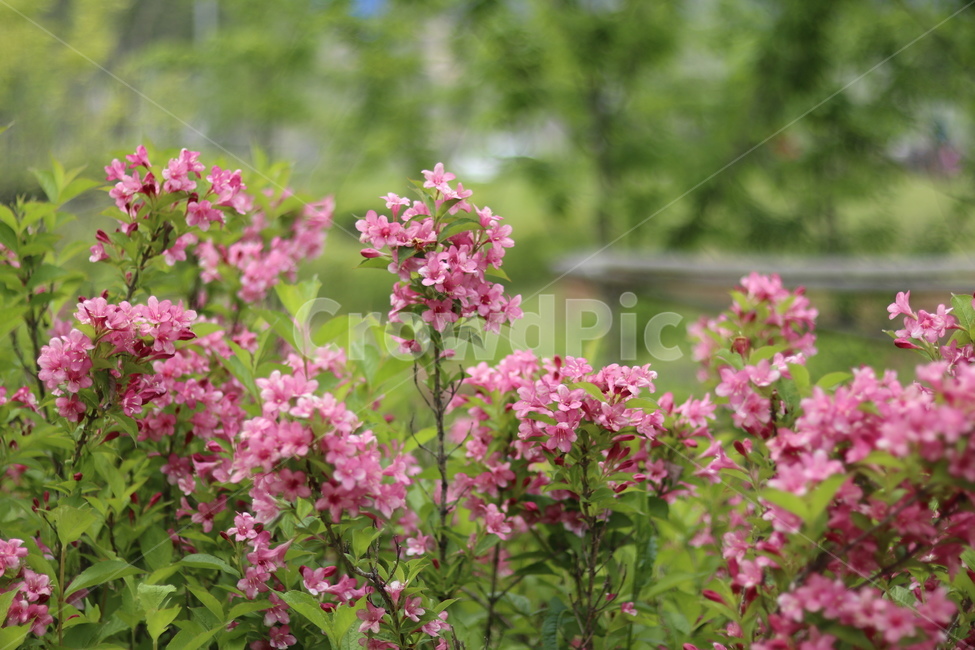 붉은병꽃나무,5월,맑음,자유,빛,봄,계절,spring,season,식물,자연,plants,nature,꽃,flower,blossom,geranium,제라늄,plant