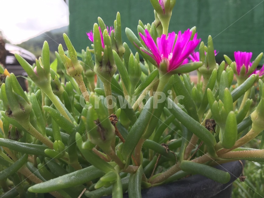 꽃,근접,자연,식물,흐린날,식물,자연,plants,nature,꽃,flower