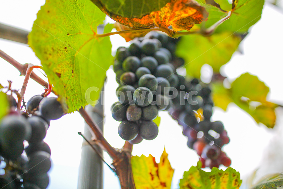 포도,과일,grape,식물,음식,시골,농사,식물,자연,plants,nature,과일,열매,fruit