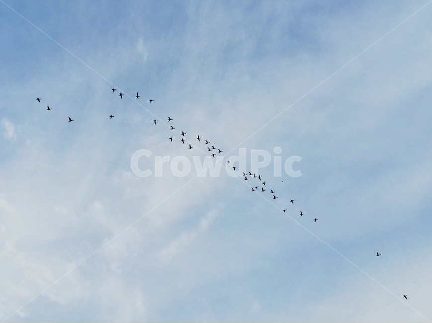 하늘,철새,풍경,구름,새,새떼,sky,migrant,landscape,cloud,bird,조류,철새이동,자연,nature,동물,animal,조류,새,birds
