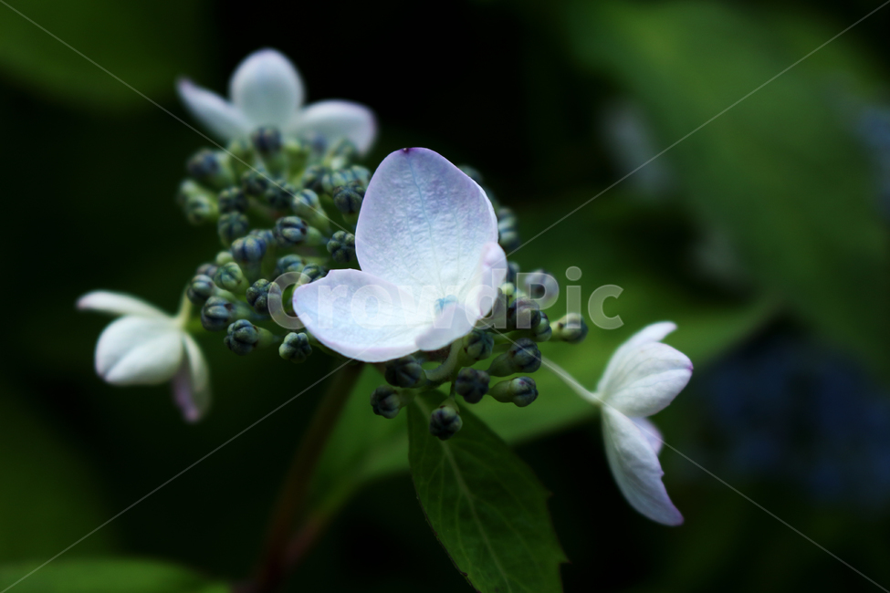 야생화,꽃,보라색꽃,flower,leaf