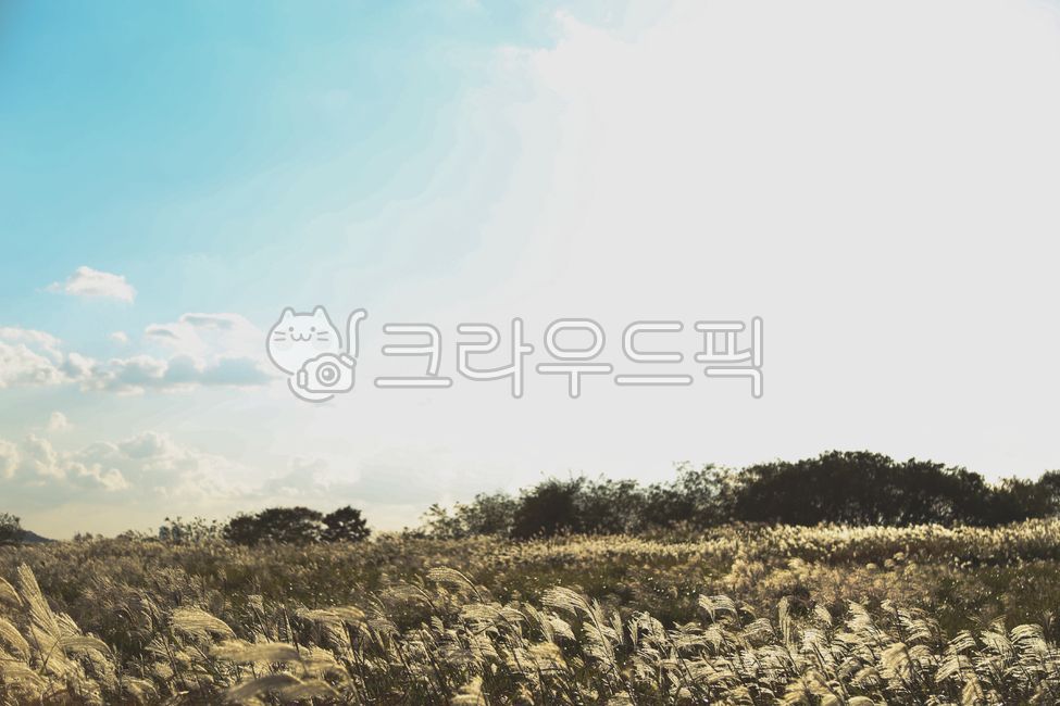 갈대,억새,억새풀,풍경,풍경사진,가을,감성,감성사진,식물,plant,nature,outdoors,옥외,자연,가을,계절,fall,autumn,season