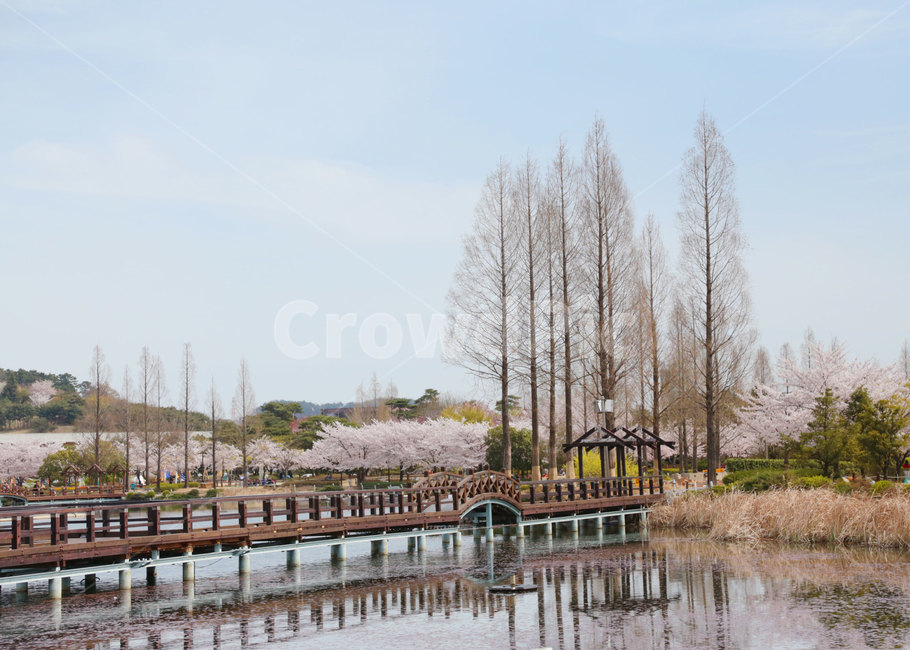 공원,다리,연못,호수,나무,꽃,벚꽃,봄,water,물,봄,계절,spring,season