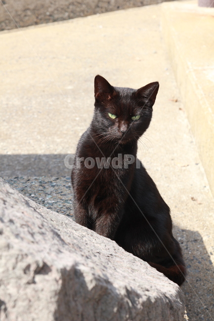 고양이,검은,cat,neko,길고양이,시크한,고양이섬,동물,animal,포유류,mammal,고양이,cat,kitten,kitty
