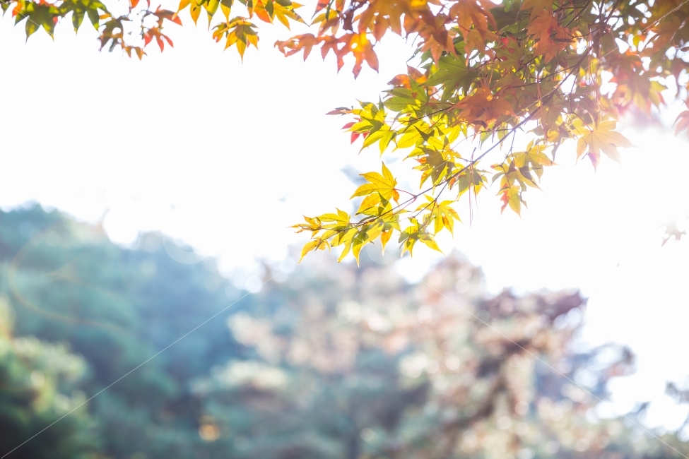 단풍,가을,autumn,화창,maple,sunny,햇빛,붉은,red,나뭇잎,leaf,11월,Palmatemaple,손,손바닥,November,가을,계절,fall,autumn,season,식물,자연,plants,nature,plant,잎