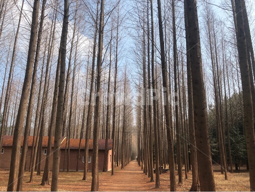 메타세콰이어,나무,산,공원,하늘,겨울,숲