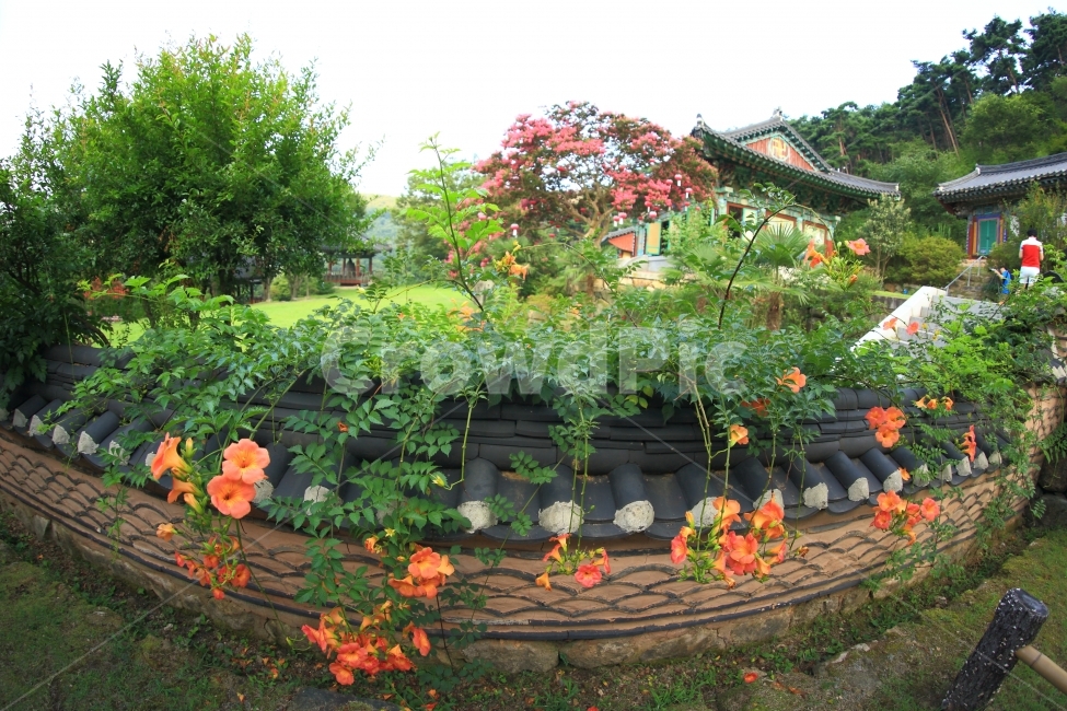 능소화,여름꽃,자연,풍경,접사,한국전통,한국문화,korean traditional,korean culture,식물,자연,plants,nature,꽃,flower,종교,신앙,religion,belief,faith