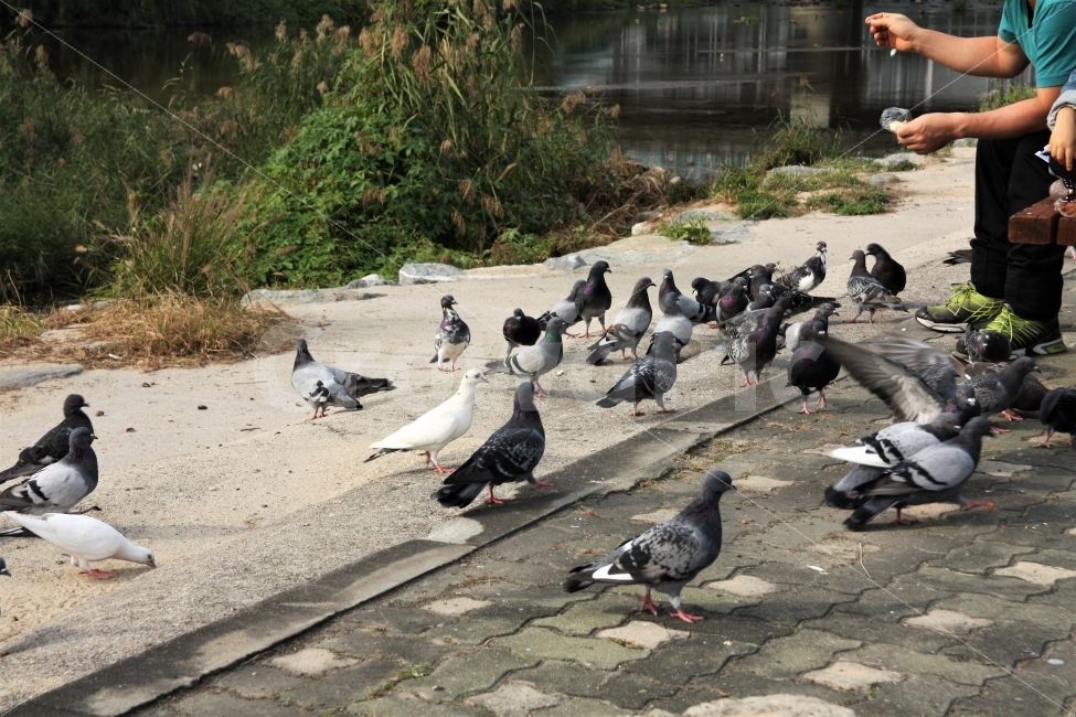 비둘기,새,평화,공원,모이,peace,bird,pigeon,feed,wings,동물,animal,조류,새,birds,사람,인물,인간,human,person