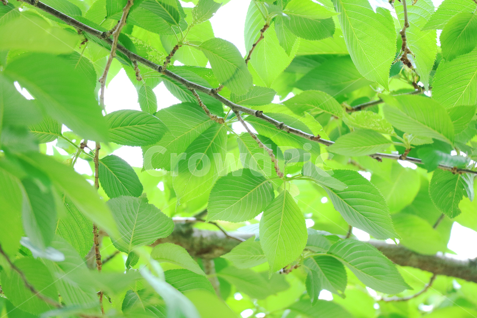 나뭇잎,봄,식물,자연,배경,배경이미지,초록,잎,잎사귀,나무,식물,자연,plants,nature