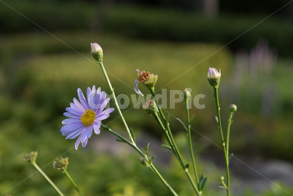 꽃,들꽃,화사함,여름,생기,식물,자연,plants,nature,꽃,flower