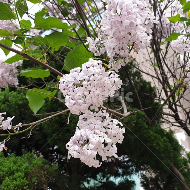 식물,flower,꽃,blossom,봄,식물,자연,plants,nature,꽃,flower