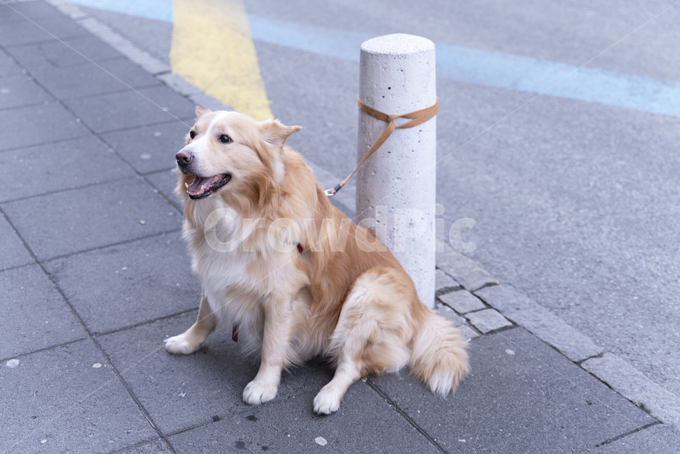 강아지,개,dog,리트리버,walkway,대기,기다림,여유,동물,animal,동물,animal,포유류,mammal,개,강아지,dog,doggy