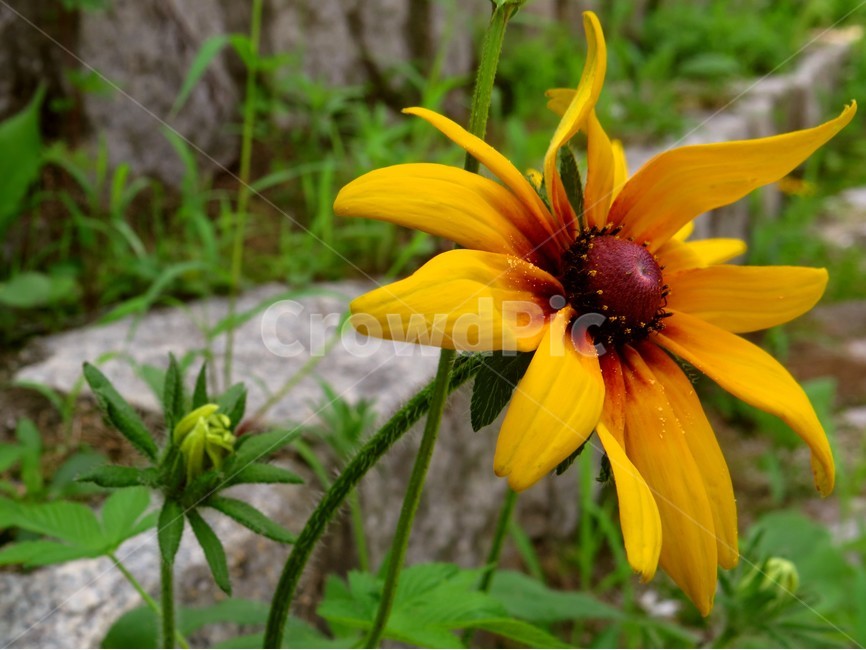 해바라기,꽃,생태사진,자연,노란색,식물,자연,plants,nature,꽃,flower