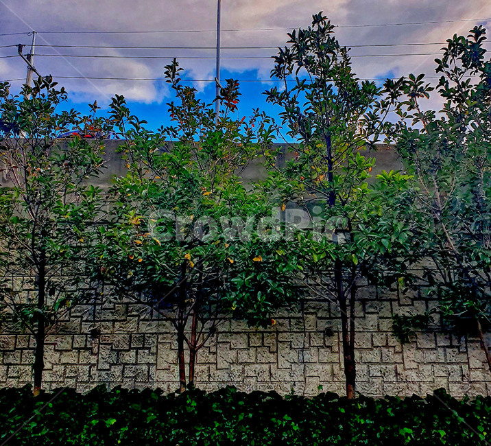 nature,식물,자연,벽,꽃,flower,나무,tree