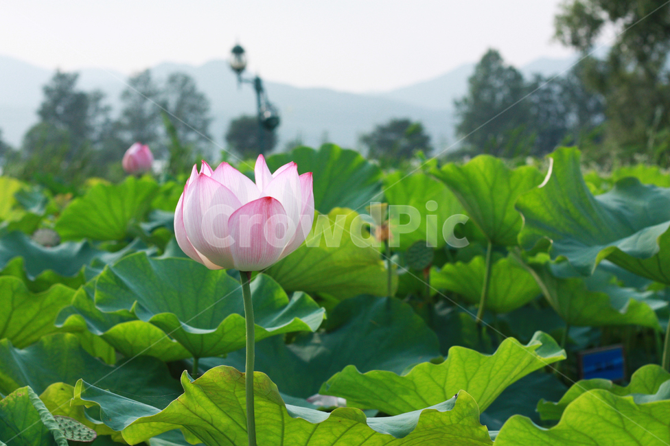 lotus,plant,식물,blossom,꽃,flower,연꽃,가든,garden,theme,park,공원,봄,spring,summer,여름,야외,산책,pink,green,초록,pondlily,자연,nature,로터스,불교