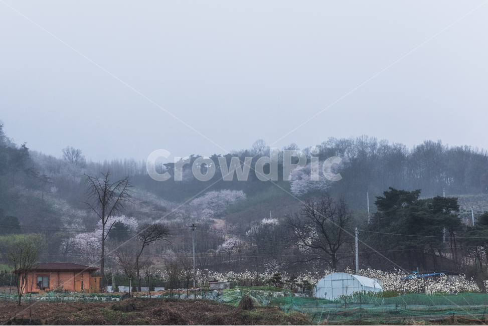 봄,풍경,꽃동산,동산,산,봄,계절,spring,season,자연,풍경,nature,landscape,한국자연풍경,한국자연경관,korea nature landscape,시골,마을,country,rural,town,outdoors,옥외,weather,날씨
