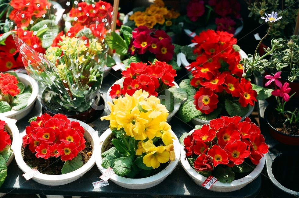 plant,봄꽃,flower,꽃,식물