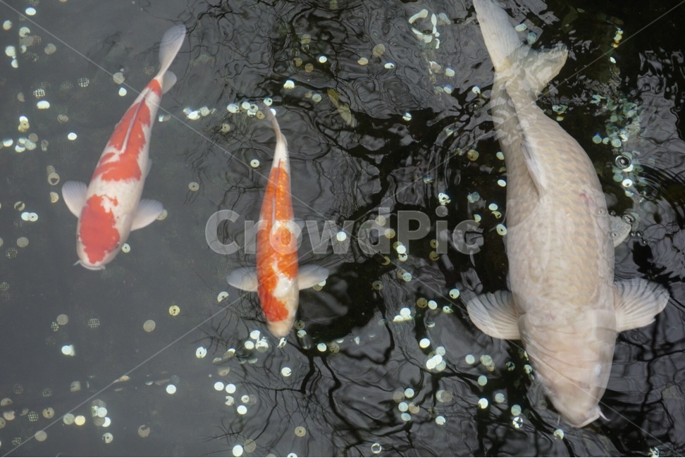 물고기,호수,자연,잉어,물,fish,lake,nature,carp,water,동물,animal,어류,물고기,fish